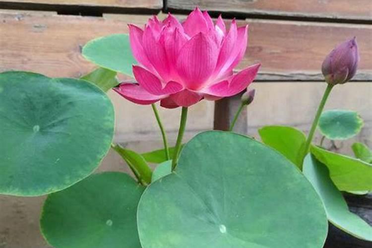 油菜喷施硼肥最佳时期