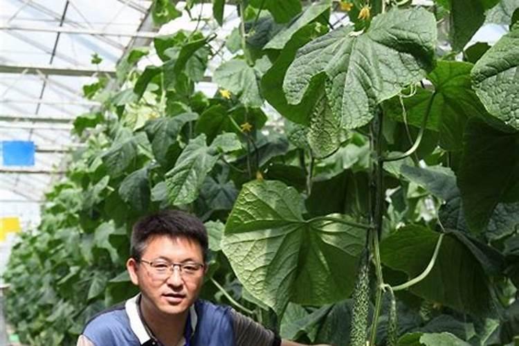 黄瓜生根最好的肥料黄瓜生根最好的肥料介绍