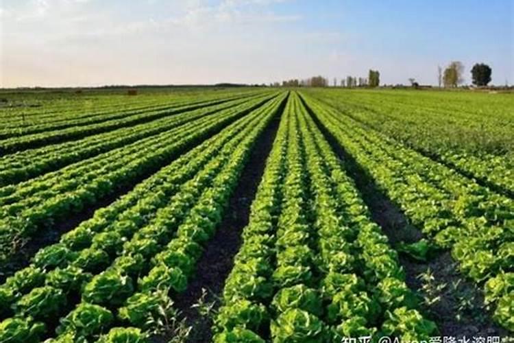 尿素、硝酸铵和硫酸铵的含氮量分别是多少？怎么算？