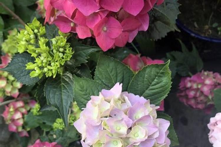 水稻一生需要多少肥