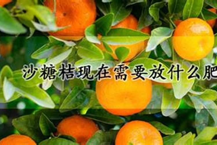 沙糖桔施肥时间和用肥方法