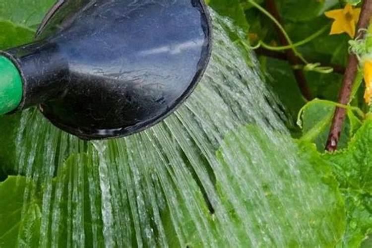 冲施肥的使用方法