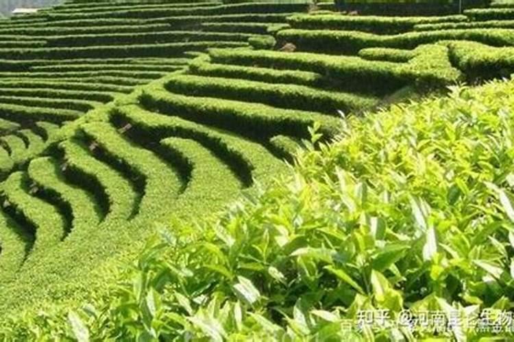 茶叶适用什么化肥