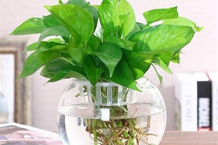 水培红掌要施什么肥好