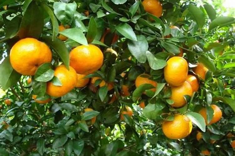 有机磷农药不能充当叶面肥使用,这是为什么？