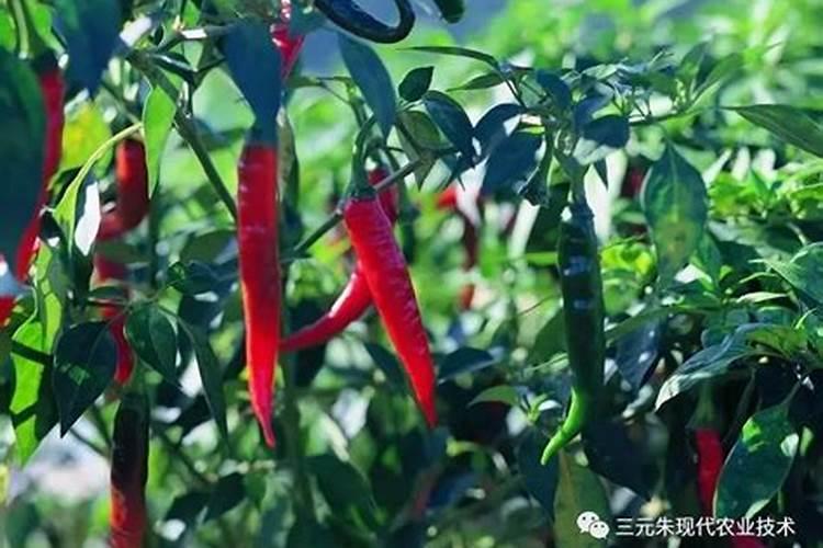 辣椒用什么肥料好