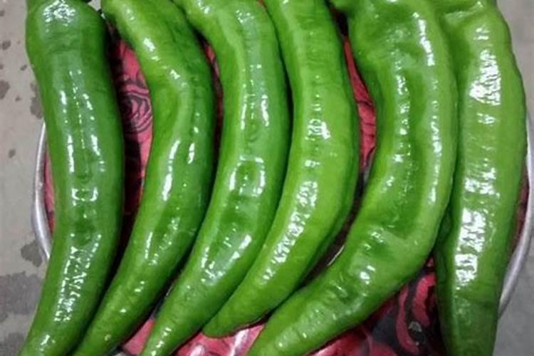 种豆角用什么肥料最好
