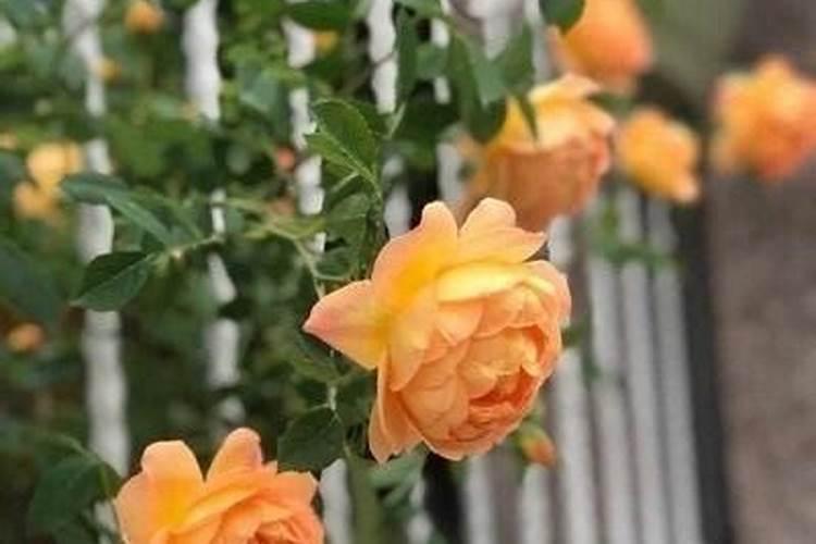 玫瑰花叶片发红是什么情况