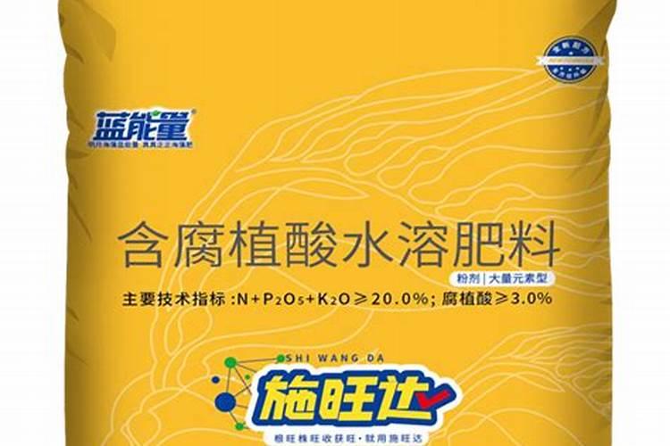 红色的小植物长得像玫瑰一样