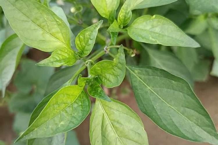 让辣椒高产的追肥建议,种辣椒用叶面肥哪个好