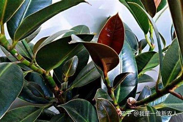 熟鸡蛋壳可以做肥料吗