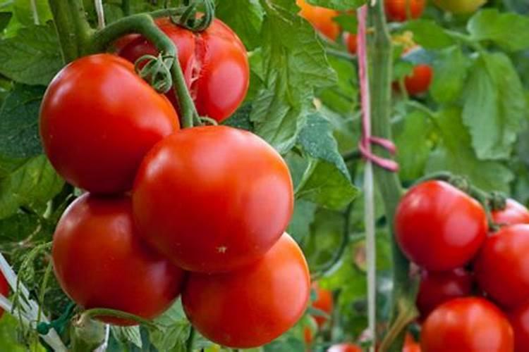 荔枝梢期可以喷氨基酸叶面肥吗