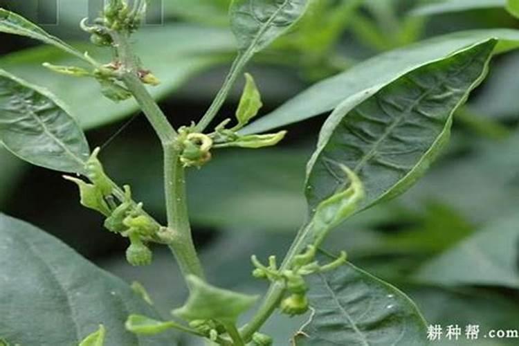 辣椒喷什么叶面肥结果多,多久喷一次