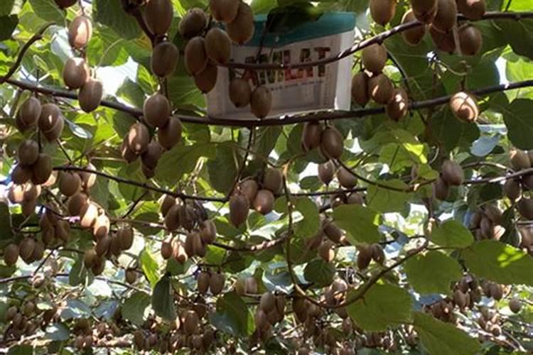 大白菜用什么肥料追肥(上几次肥最好,什么时候用肥)