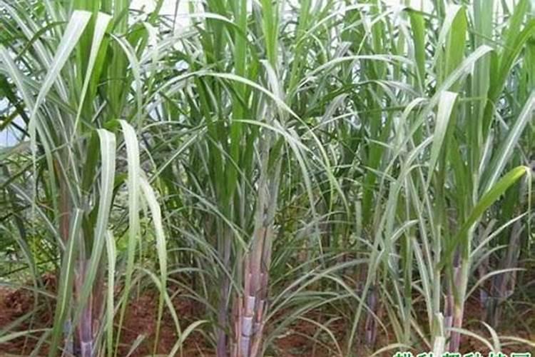 种植大白菜用什么肥料最好(白菜种植方法和注意事项)