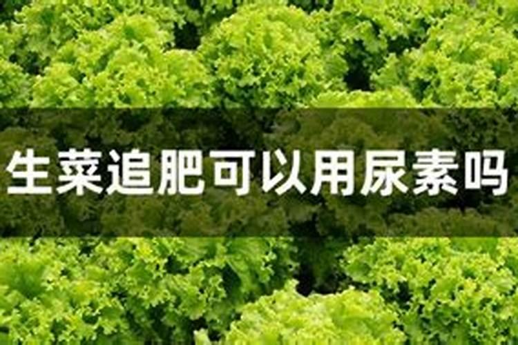 生菜的播种期 和管理