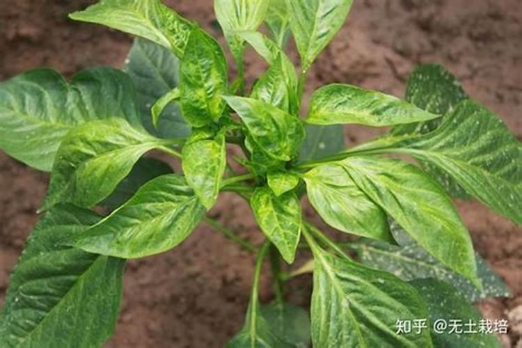 辣椒打啥叶面肥最好