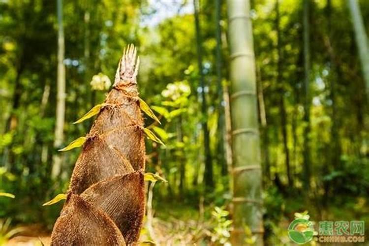 多肉的土可以种绿萝吗
