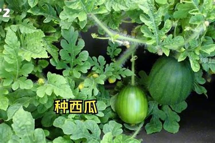 磷肥放在家里对人体有害吗