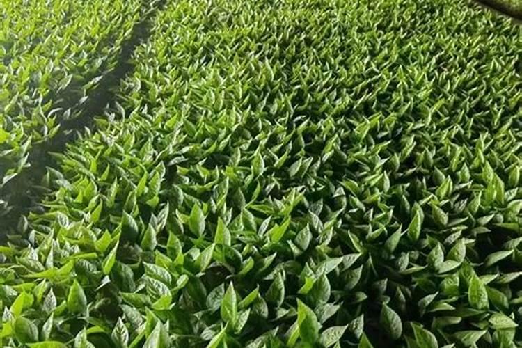 大白菜霜霉病是主要病害,大白菜霜霉病该怎么防治？