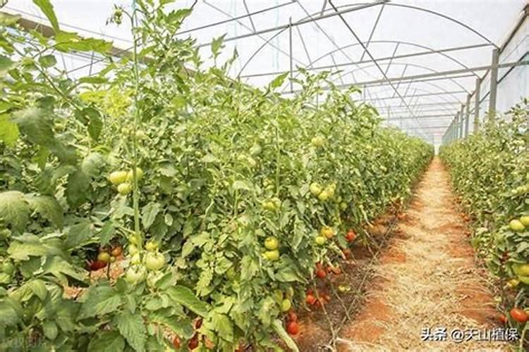 大棚西红柿怎么浇水和冲肥法