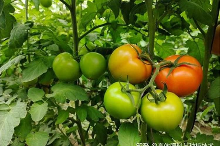 冲施肥怎么去冲施