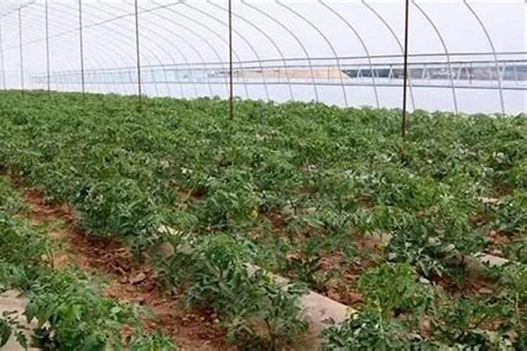 番茄叶枯病的预防和施肥建议