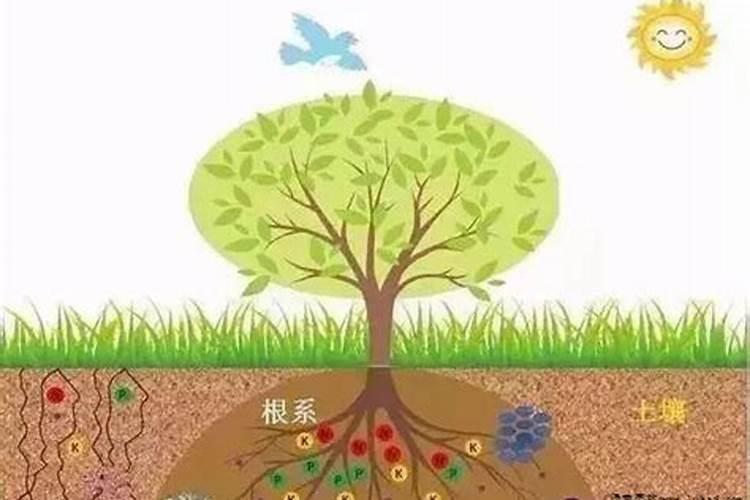 怎样做可以推动钾肥的吸收进程
