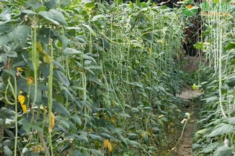 请问郑州哪有水果玉米批发市场