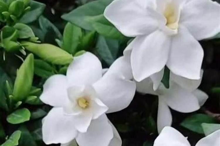 栀子花的养殖方法