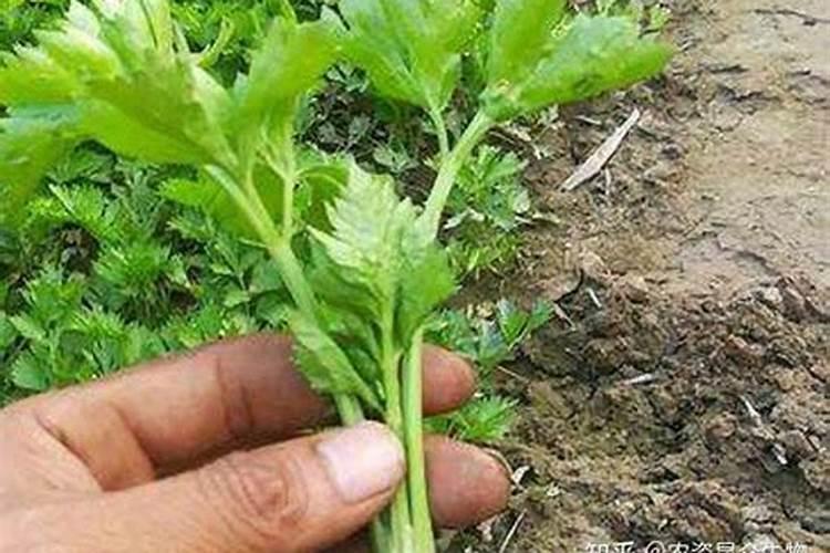 芹菜施肥烧坏了根怎么补救？