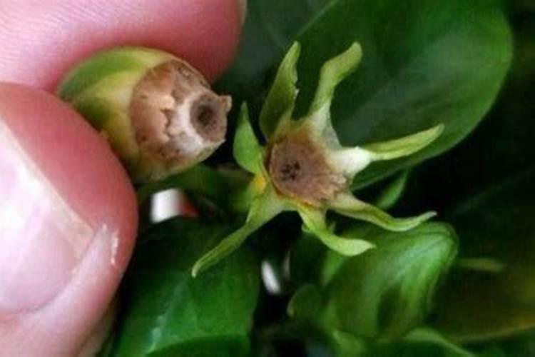 栀子花有花苞该怎么施肥？