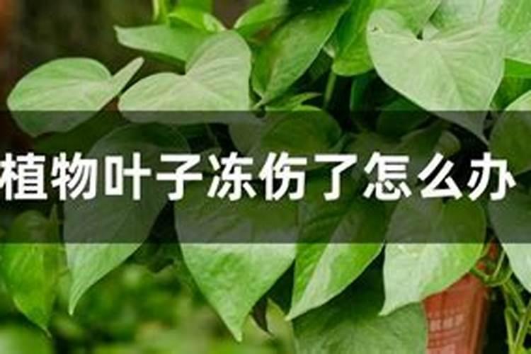 琴叶榕叶子冻伤怎么处理