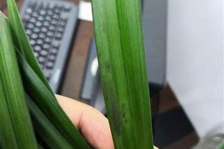 柚子树冻伤后怎么处理