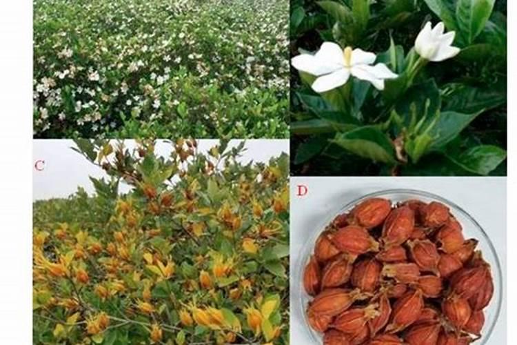 1千克液体氮肥兑多少水