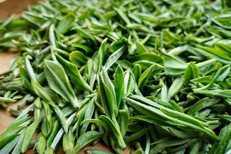 安吉白茶春茶后施什么肥好