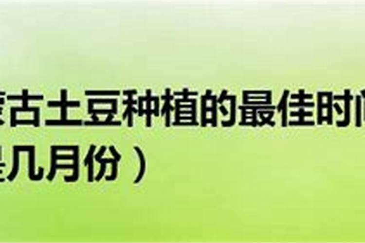 值得大规模人工栽培的山野樟科多功能植物老鹰茶