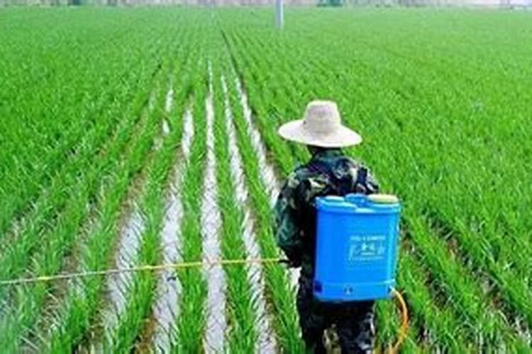 钾肥对农作物有什么作用？