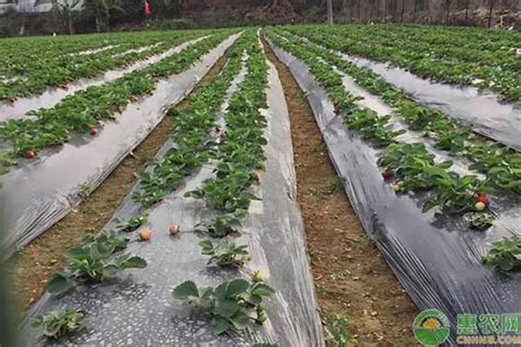 种红薯的条件要求是什么