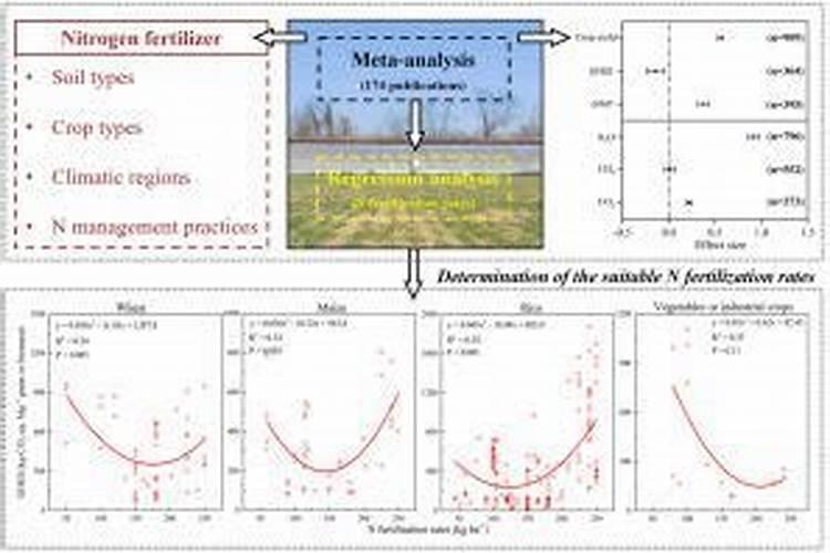 玫瑰花用什么肥料最好