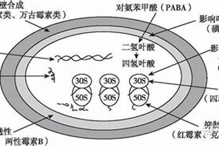 钾肥如何使用在花上