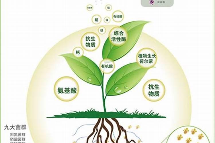 男子在非洲把上海青种成小树,他采用的是什么技术？