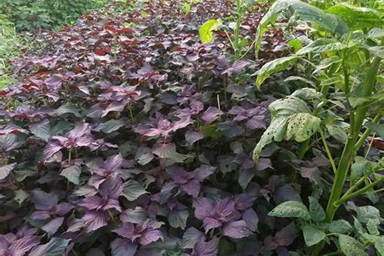 红枣树几年结果实