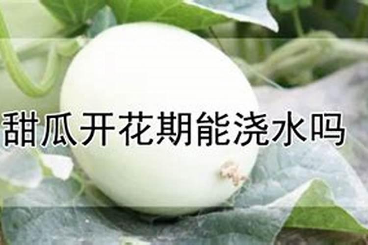 纯硫酸钾能单独浇甜瓜吗？