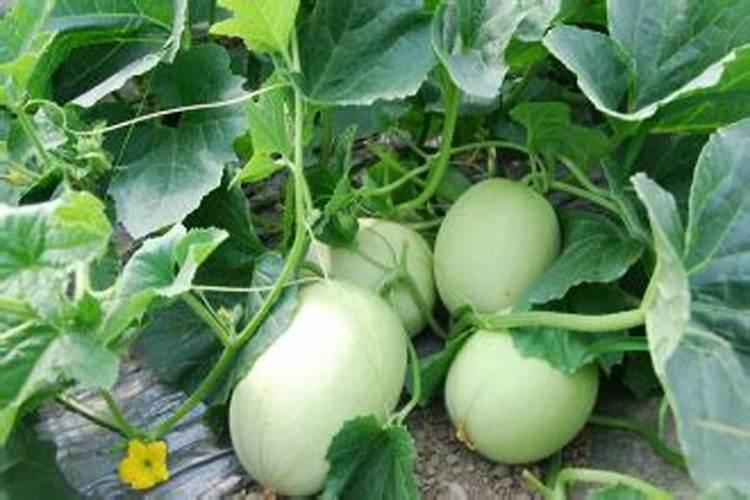 甜瓜开花期怎么管理能提高座果率