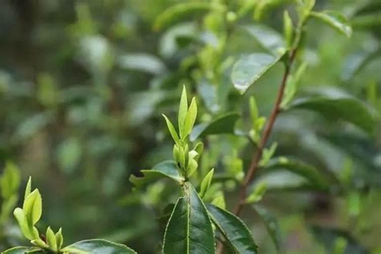 柑桔树开花期能叶面喷施24一表芸苔素内酯吗？