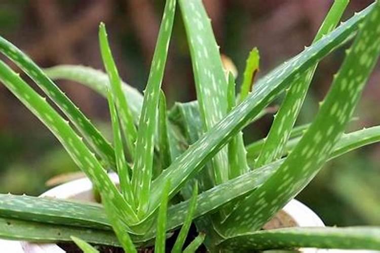 葡萄生根肥用什么好