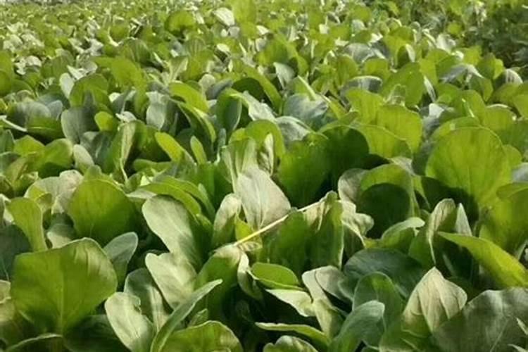 玉米种植每亩地需要多少斤底肥(播种玉米一大亩的底肥量)