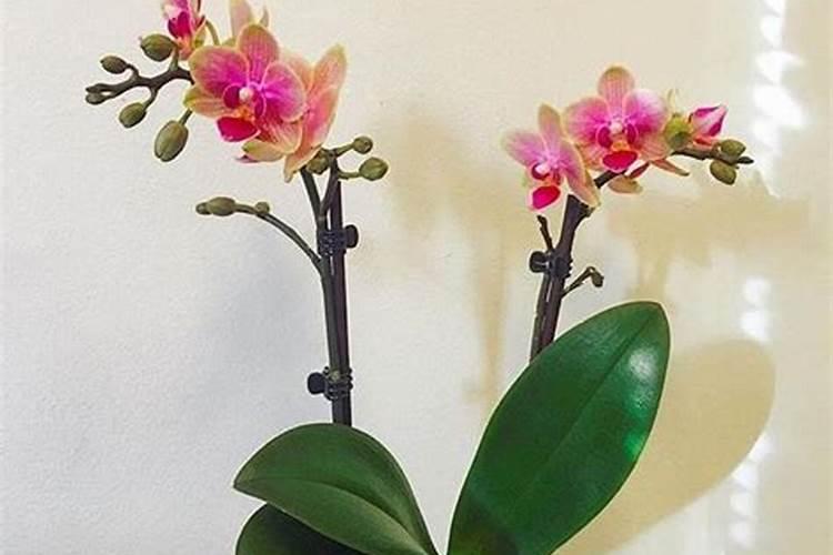 玉米缺磷时叶片会有哪些表现？应该如何补救？