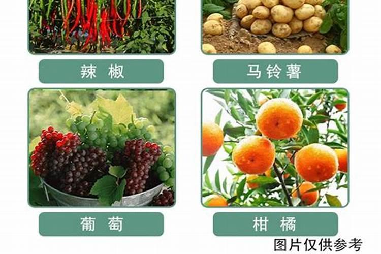 玉米防倒伏叶面喷施最佳时期,玉米防倒伏打什么药合适